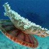 Pyligrim