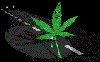 Fly Rastaman