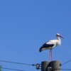 Batami60