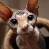 Ручная кошка