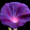 Winde