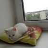 Чудесник