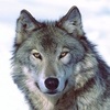 _Grauwolf_
