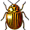 wiewerwas