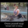 лошарикa