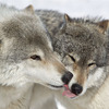 Snatkina83