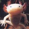 'Axolotl'