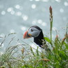 Puffin