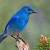 BlauerVogel