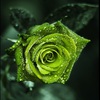 green_rose