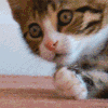 котик2