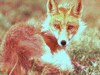 foxyfox
