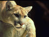Puma_XP