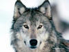 Wolf_Tambowsky