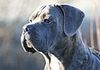 canecorso