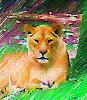 WildShadow