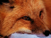 fuchs-ta