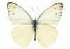 bergAS