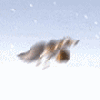 red_beaver