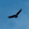 Unknown Bird
