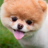 Morder