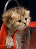 LuzernCat