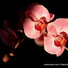 *Orchidee*