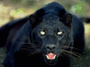 schwarzepanther