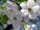Bianco_Fiore