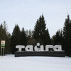 тайга13