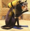 Cat_Baxter