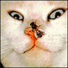fotoart