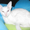 ivory-white