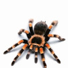 WebCrawler