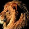 Lion_Lion