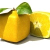 citrone