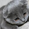 Katzen_w